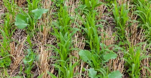 Close-up of cover crops growing between rows winter wheat stubble.