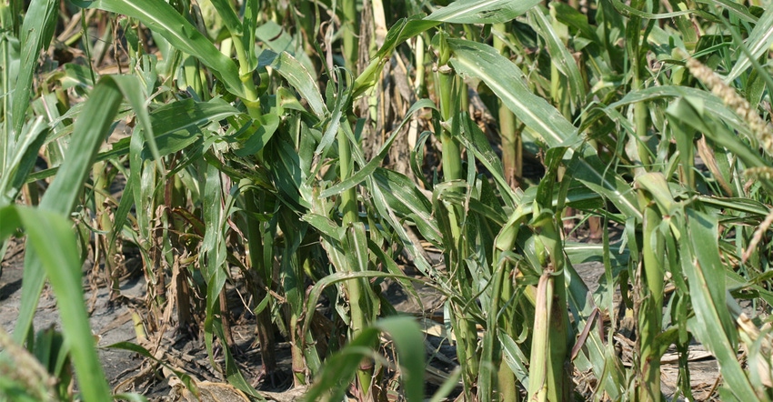 Drought damaged cornfield
