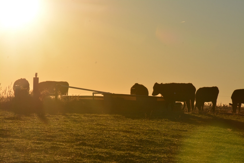 SWFP-sunrise-cattle-cotton.jpg