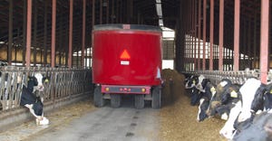A truck pulls through the dairy barn delivering silage to the cows