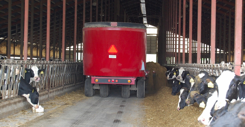 A truck pulls through the dairy barn delivering silage to the cows