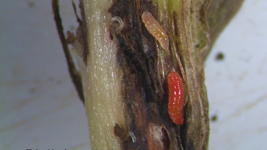 Instars of soybean gall midge