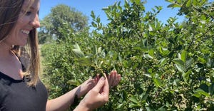 aronia berry bushes 