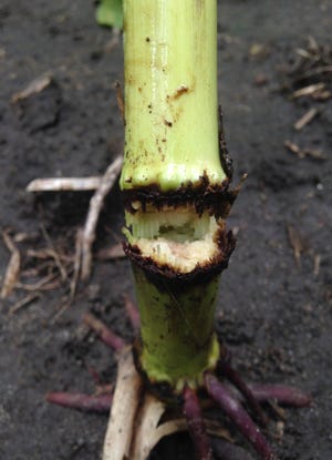 Close up of Physoderma node rot of corn 