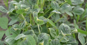 soybean plants with dicamba damage
