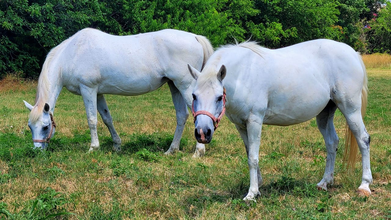 American white, Crème horse breeds start in Nebraska