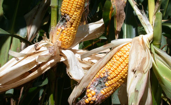 ears of corn affected by various forms of mold