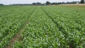 Narrow rows of corn are perfect for rapid shading of the ground from weeds
