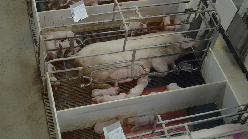 Pig and piglets in a production facility
