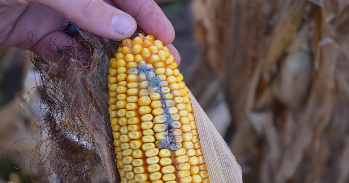 Mycotoxins gaining attention across Corn Belt