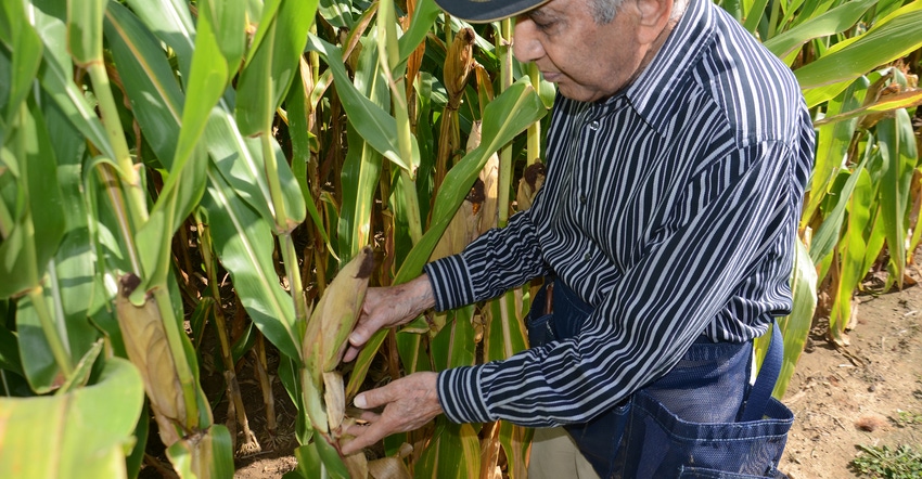 Dave Nanda looking for disease lesions on corn leaves Dave Nanda looking for disease lesions on corn leaves