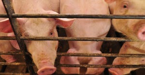 closeup of hogs in a pen