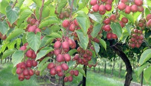 WFP-OSU-Ananasnaya-kiwifruit.jpg