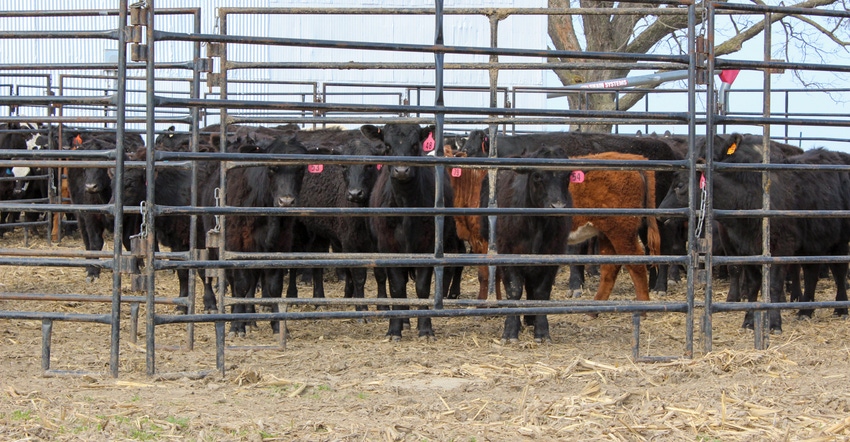 Calves in a pen on a winter pasture