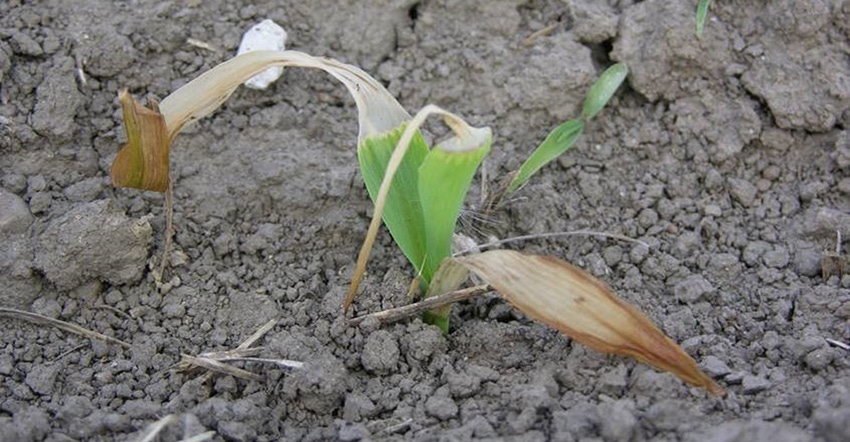 corn seedling damaged by frost