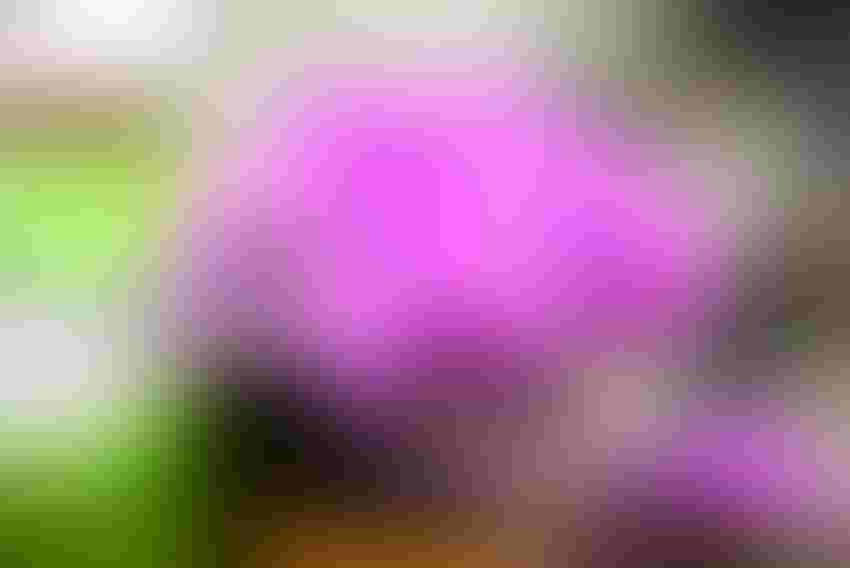 4.SWFP-HUGULEY-MSFGS-19-purple-flowers-2721.jpg
