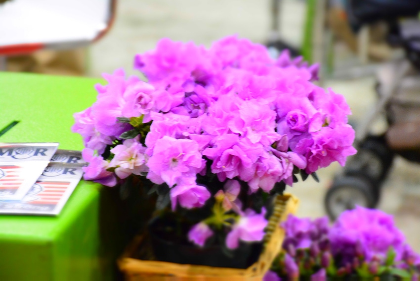 4.SWFP-HUGULEY-MSFGS-19-purple-flowers-2721.jpg 4.SWFP-HUGULEY-MSFGS-19-purple-flowers-2721.jpg
