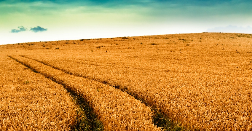 Wheat field Wheat field