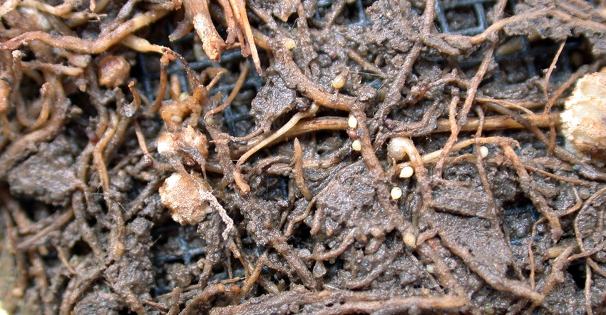 soybean cyst nematodes on soybean roots