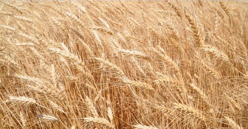 close up of wheat field close up of wheat field