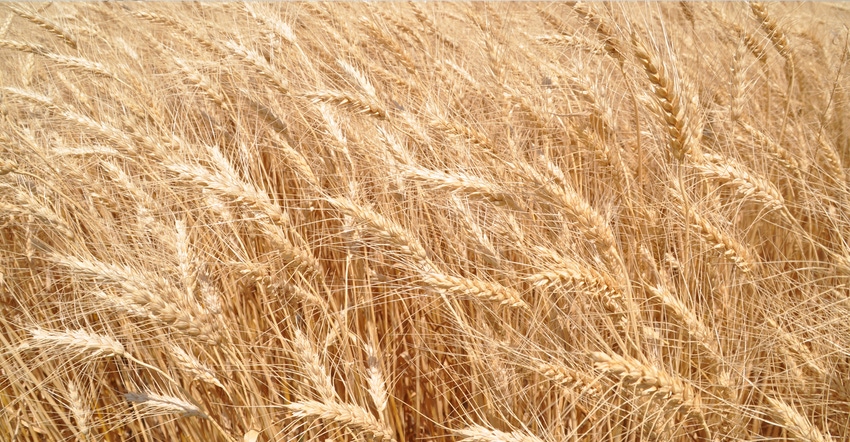 close up of wheat field