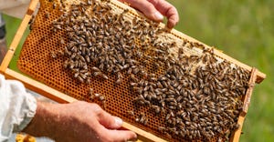 beekeeper holding frame of honeycomb