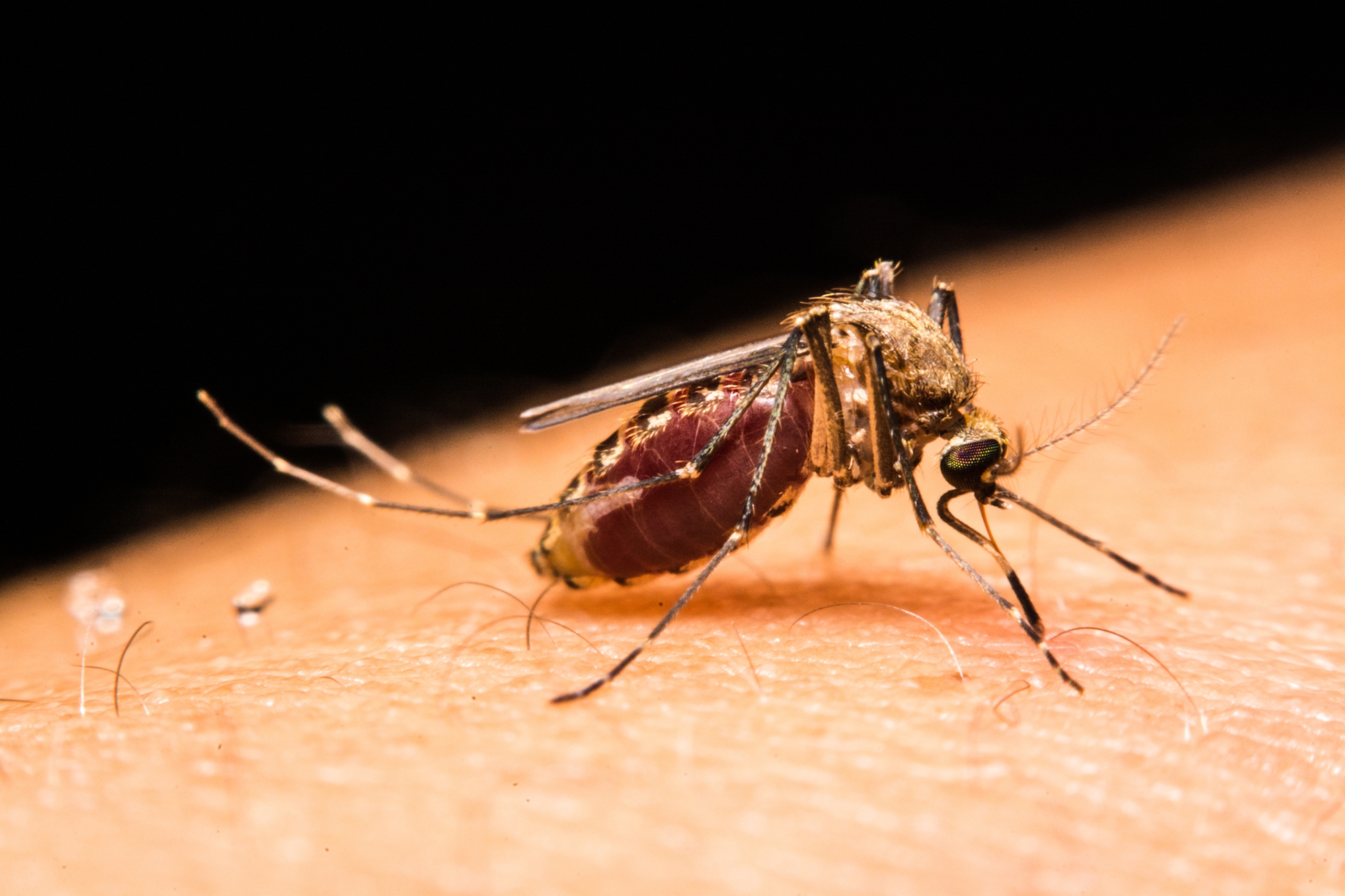 Floodwater and Heavy Rains Could Lead to Mosquito Surge in Texas