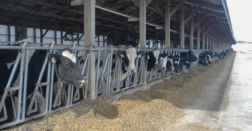 Holstein cows in a feedlot