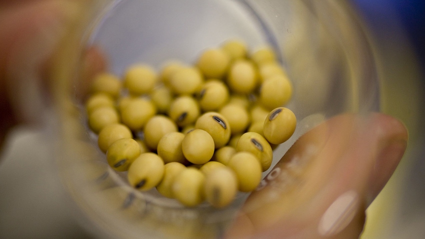 Soybeans seeds in glass jar