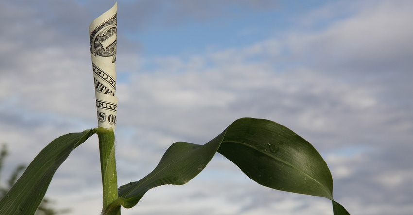 Money Growing From Corn Plant