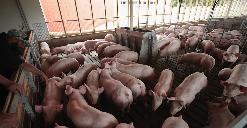 Hogs in hog barn Hogs in hog barn