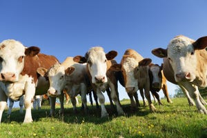 faces of cattle