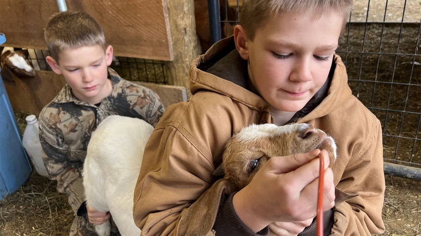 Silas and Nolan Planker hold a goat and prepare to insert tubing into its mouth