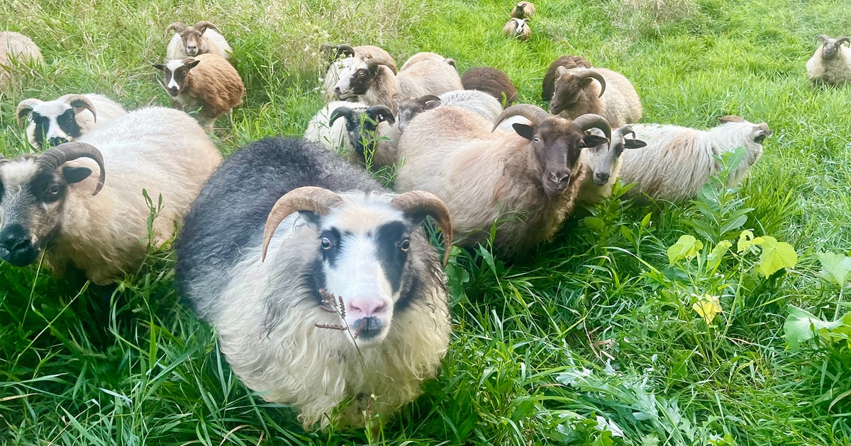 Ohio's mini-mills spin a new future for wool industry