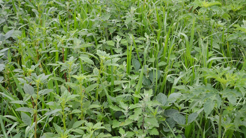  Weeds in a soybean field