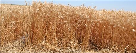 new_south_dakota_winter_wheat_variety_offers_high_yield_potential_1_636119624225100000.jpg