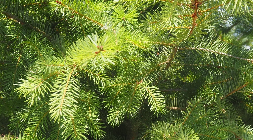 WFP-hearden-christmas-trees-1222-3-web.jpg WFP-hearden-christmas-trees-1222-3-web.jpg