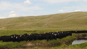  cattle in field with hills in background