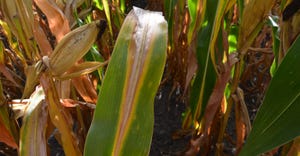 corn showing signs of nitrogen deficiency 
