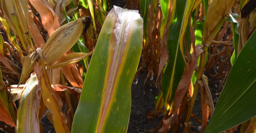 corn showing signs of nitrogen deficiency 