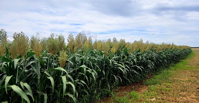 swfp-shelley-huguley-sorghum-clouds-mcfadden-21-web.jpg swfp-shelley-huguley-sorghum-clouds-mcfadden-21-web.jpg