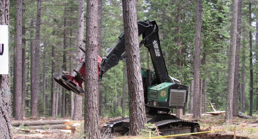 WFP-TH-forest-work.JPG WFP-TH-forest-work.JPG