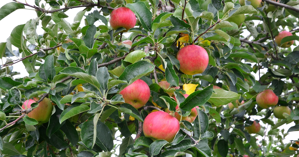 A deeper look at honeycrisp and bitter pit