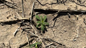 Cracked, drought-stricken soil and plant