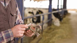 Farmer with money in hands in a barn with dairy cattle in background