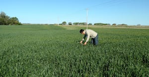 Farmer testing wheat in field for virtual Hard Red Wheat Quality tour.