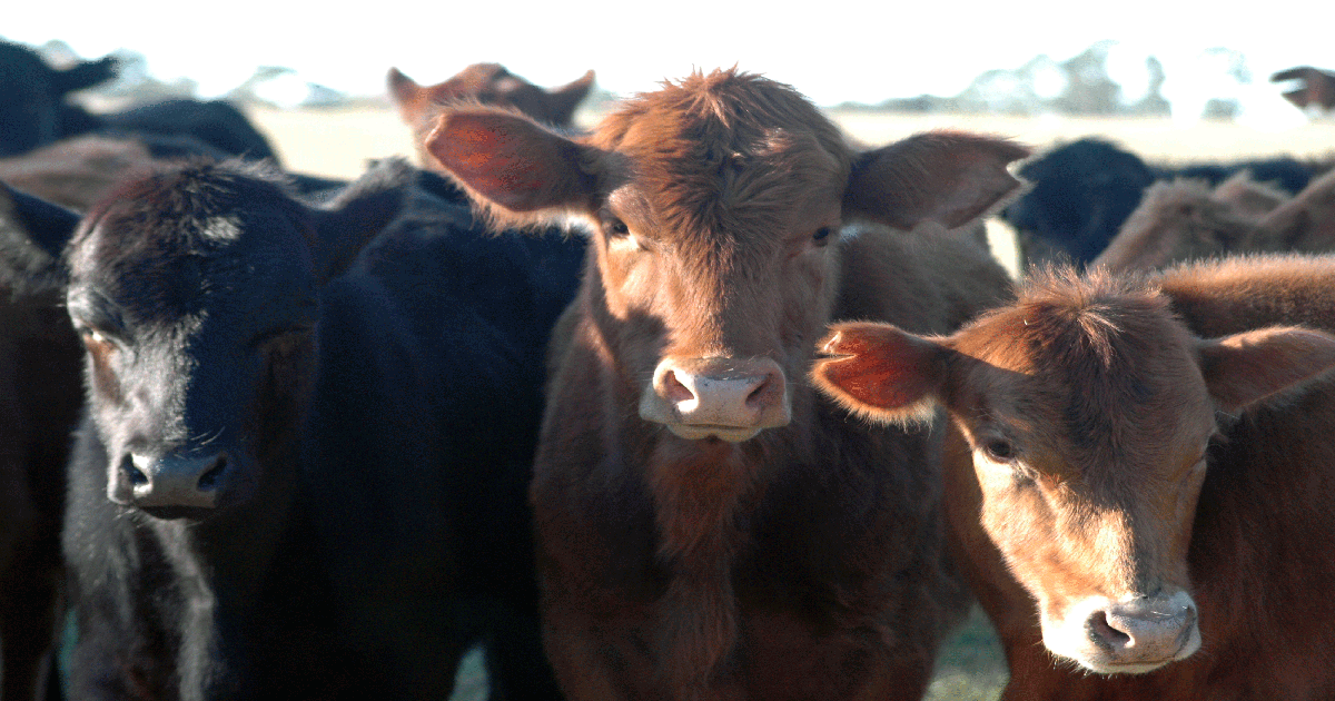 Here's the checklist to see if stocker cattle business is right for you