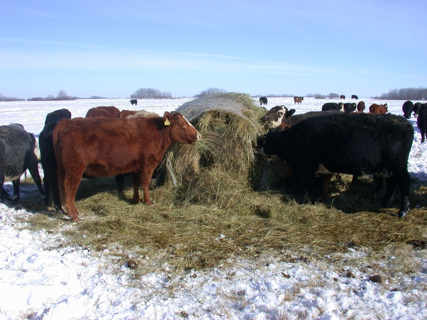 11-12 Klein - bale grazing_0.jpg