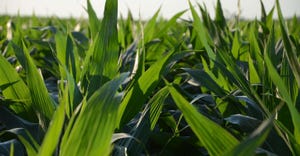 6-29-21 corn-photo-green-vogt_1_1.jpg