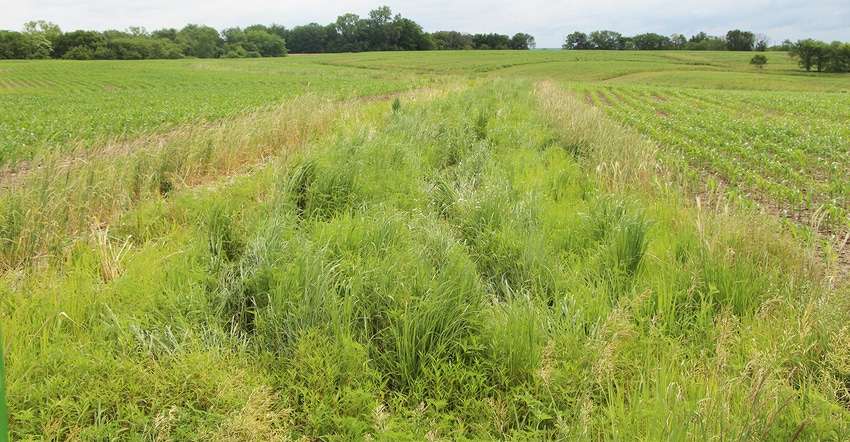 Strips of native prairie grass 